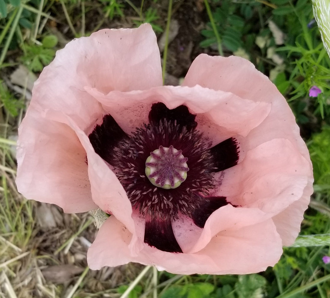 Day Drive to Mossy Gate Flower Farm and Suot Farm in Skagit Valley, WA