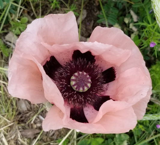 Discover the Magic of Mossy Gate Flower Farm and Suot Farm: A Hidden Gem for Flower Enthusiasts